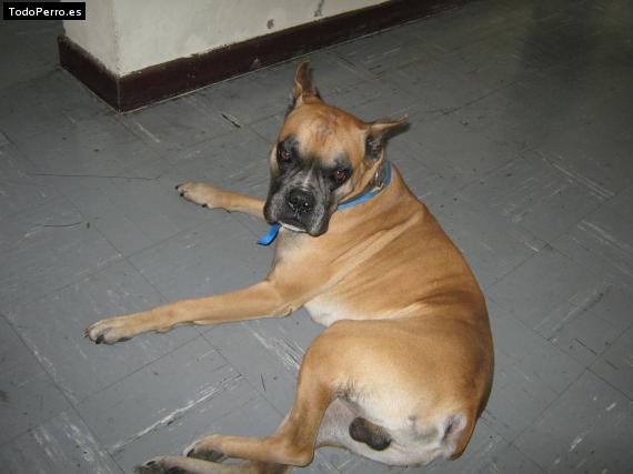 Foto del perro Sparkie