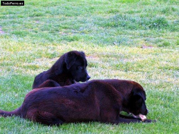 La foto del perro Rufo y ron Foto del perro Rufo y ron