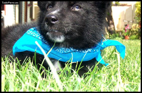 La foto del perro Gutu Foto del perro Gutu