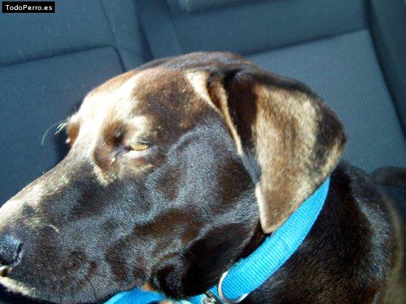 La foto del perro Rudolf Foto del perro Rudolf