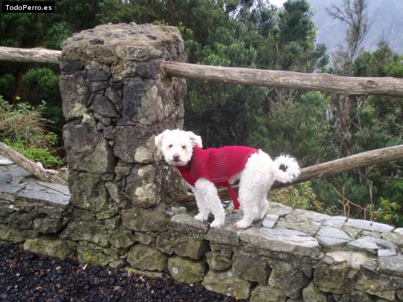 La foto del perro Rissi Foto del perro Rissi