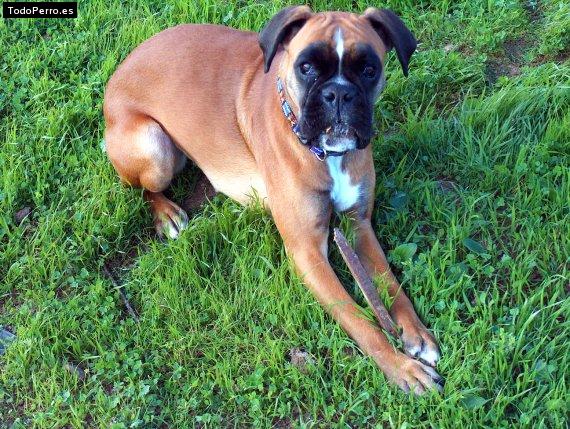 Foto del perro Mistris de asther