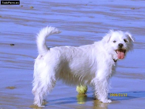 Foto del perro Estrellita