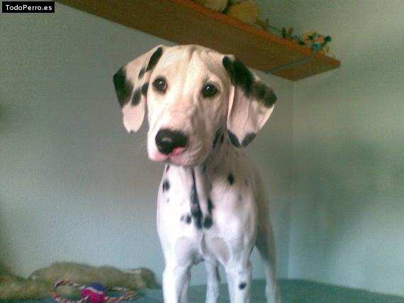 Foto del perro Iker