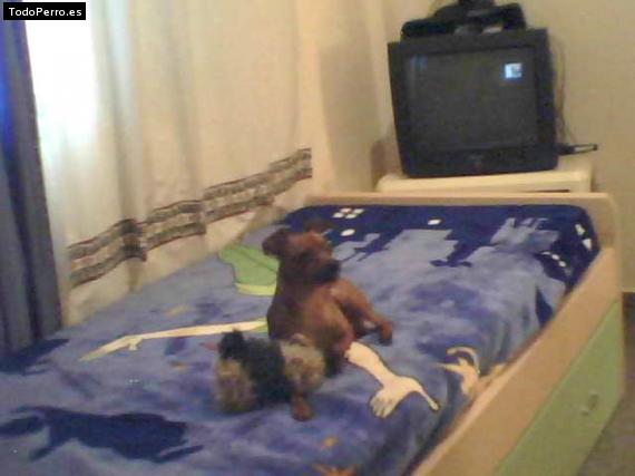 Foto del perro Nen