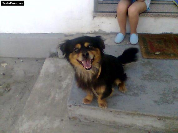 La foto del perro Roky Foto del perro Roky