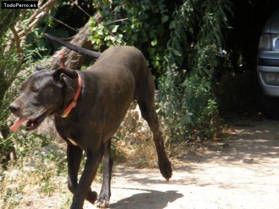 Foto del perro Scooby
