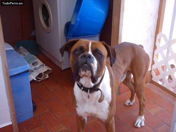 La foto del perro Golfo Foto del perro Golfo