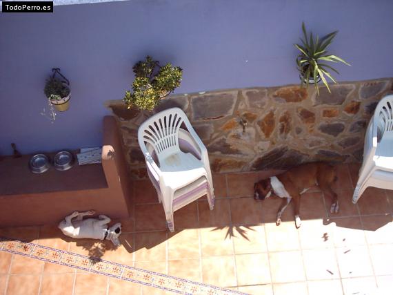 La foto del perro