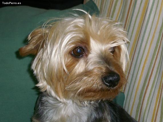 La foto del perro Guinda Foto del perro Guinda