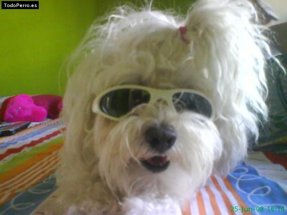 Foto del perro Nenu