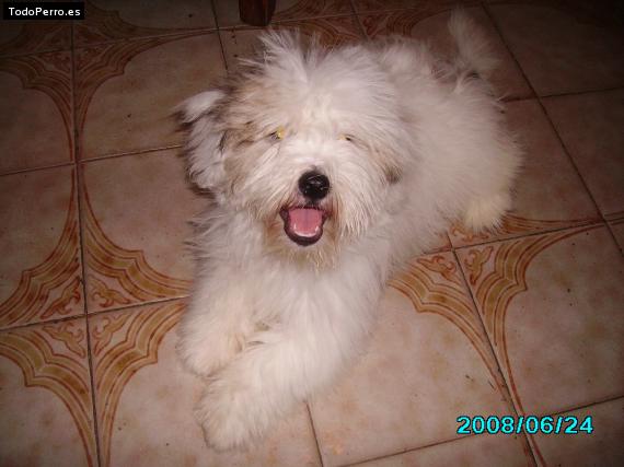 Foto del perro Frodo