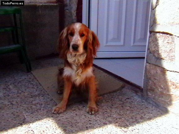 Foto del perro Bony