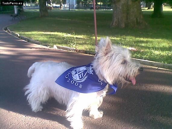 La foto del perro