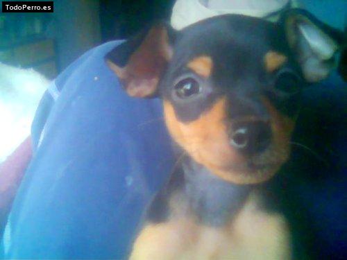 Foto del perro Luna