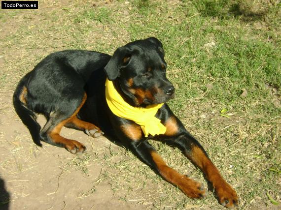 La foto del perro