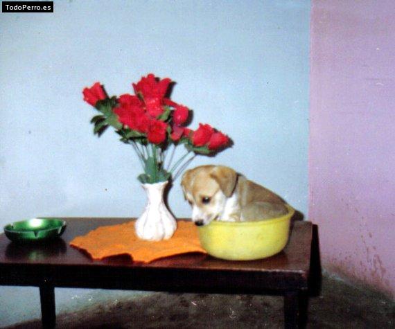 La foto del perro Canelita Foto del perro Canelita