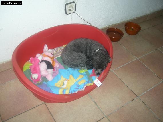La foto del perro