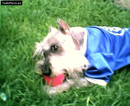 La foto del perro Ron Foto del perro Ron