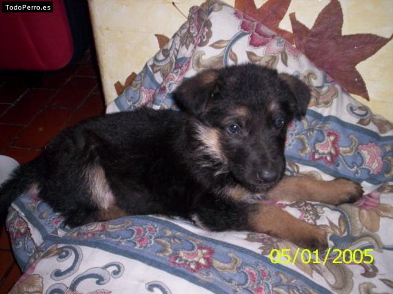 La foto del perro Hans Foto del perro Hans