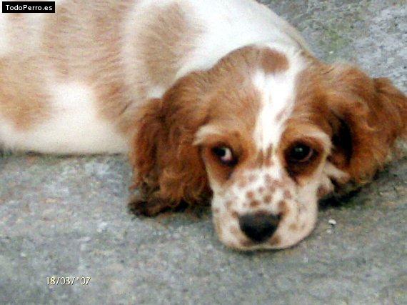 Foto del perro Ryan