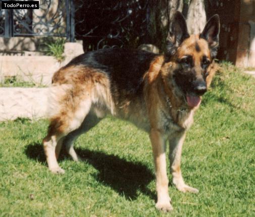 La foto del perro Hartmut Foto del perro Hartmut