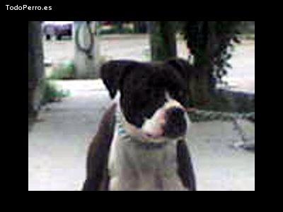 Foto del perro Coka