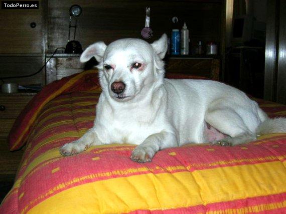 La foto del perro Lucas Foto del perro Lucas