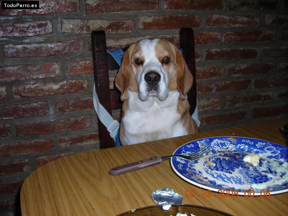 La foto del perro Galo Foto del perro Galo