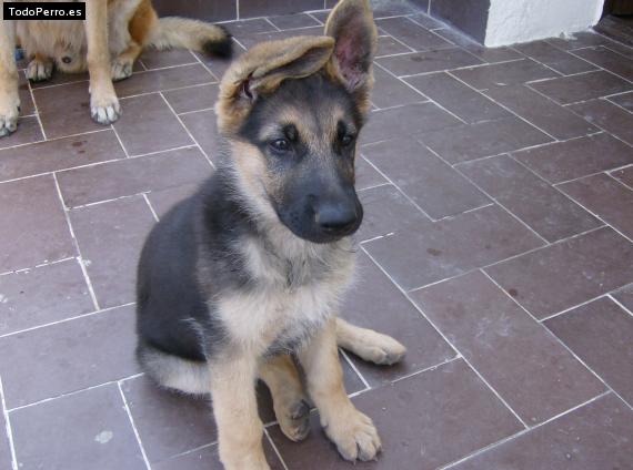 La foto del perro Gurka Foto del perro Gurka