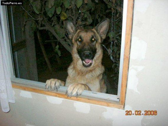 Foto del perro Sofia