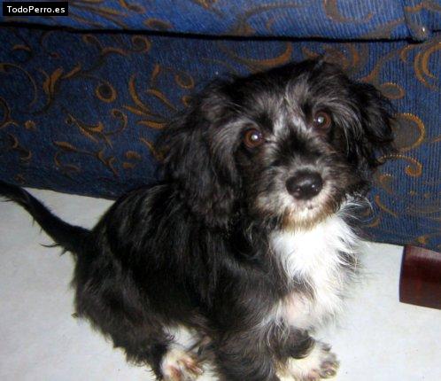 Foto del perro Hilly