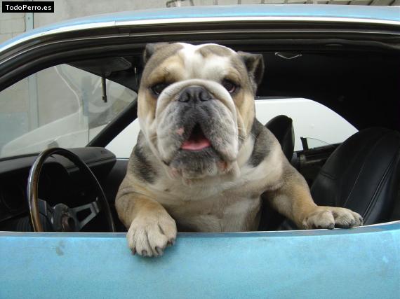 Foto del perro Rosco