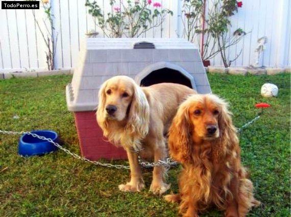 Foto del perro Brandy y bacardi