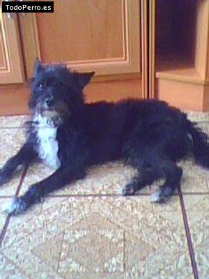 La foto del perro Milo Foto del perro Milo