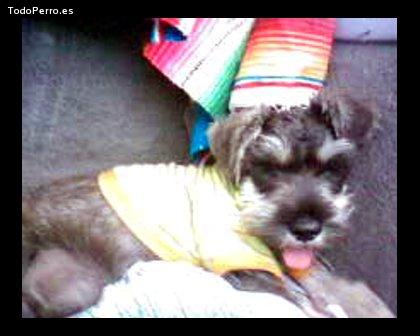 La foto del perro Rito Foto del perro Rito