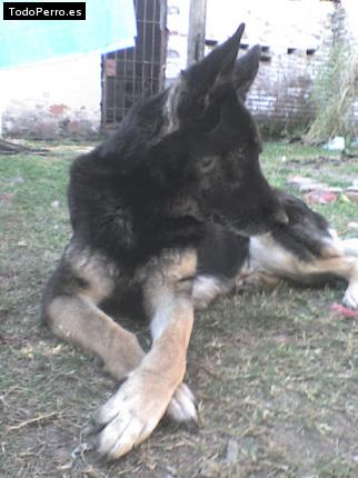 Foto del perro Nerina