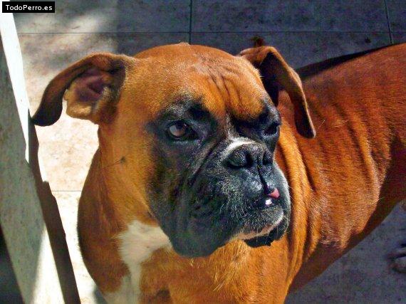 Foto del perro Tyson