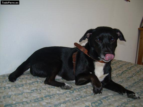 La foto del perro Martin Foto del perro Martin