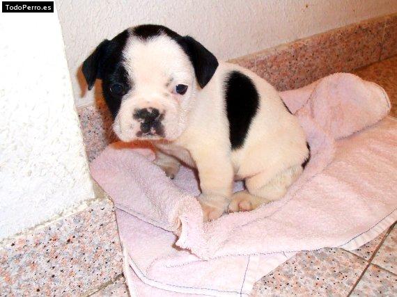 Foto del perro Shiba