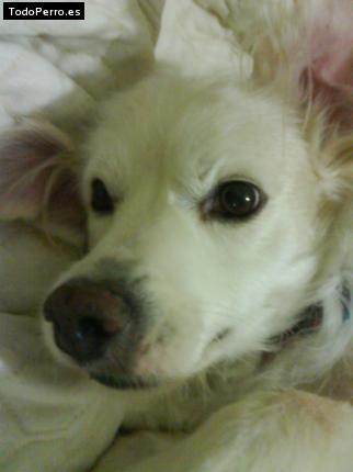 La foto del perro Rambo Foto del perro Rambo