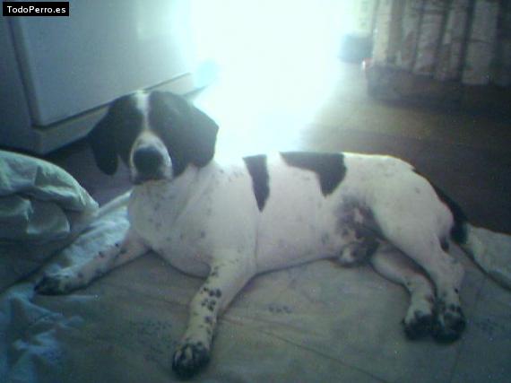 Foto del perro Jerry