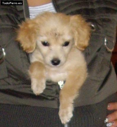 Foto del perro Camila
