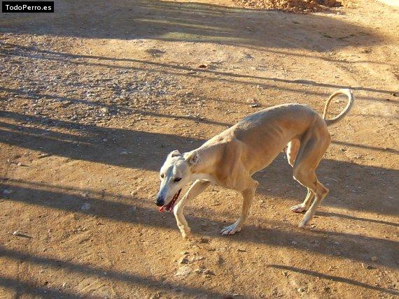 Foto del perro Zamorana