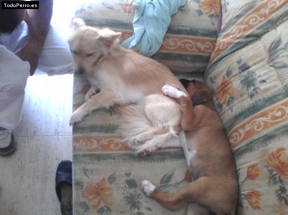 Foto del perro Reina