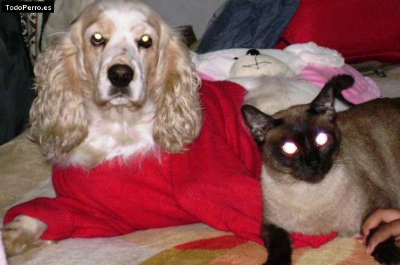 Foto del perro Ashlee