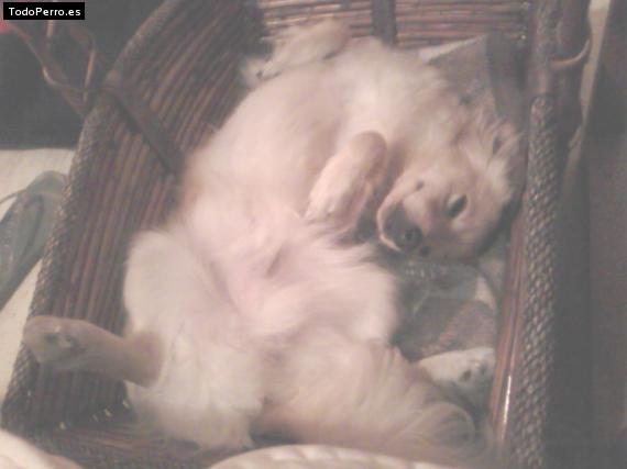 La foto del perro Golfo Foto del perro Golfo