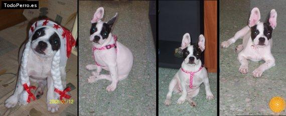La foto del perro