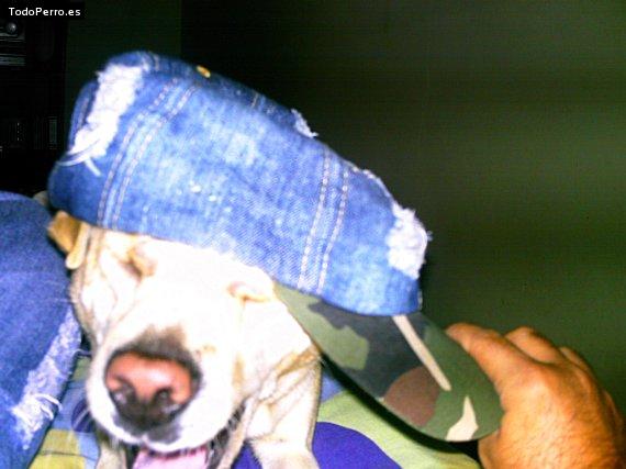Foto del perro Nala