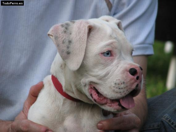 Foto del perro Rocco